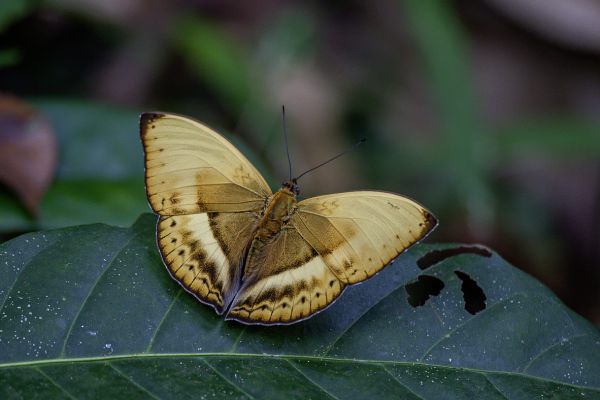 Butterfly unknown