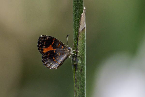 Butterfly unknown