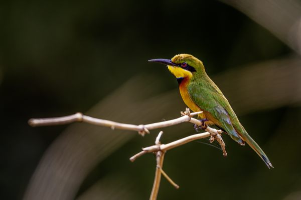 Little bee-eater