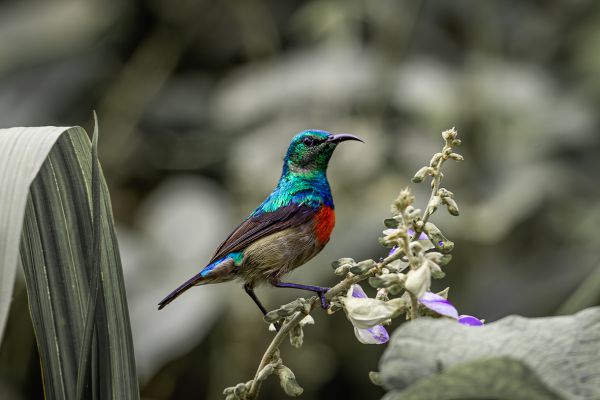 Olive-bellied sunbird