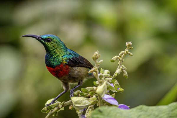 Olive-bellied sunbird