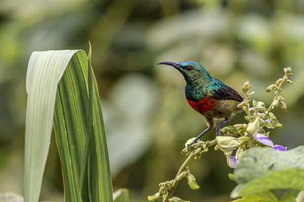 Olive-bellied sunbird