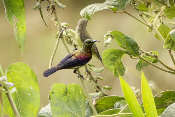 Superb Sunbird
