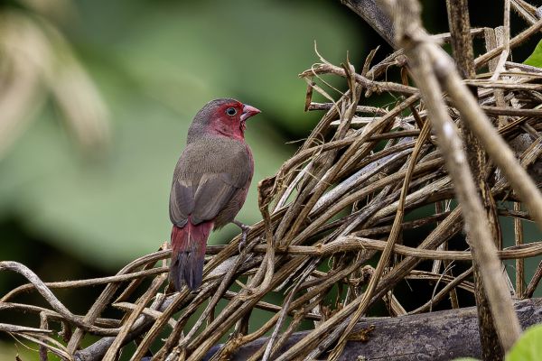 Bar-breasted firefinch