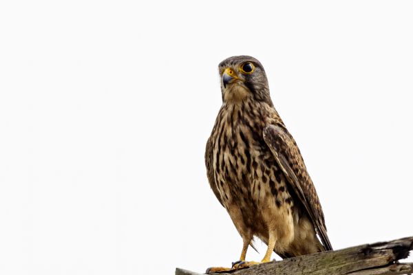 Common kestrel