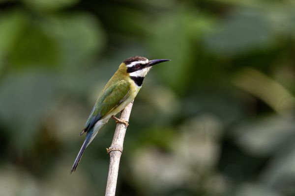 White-throated Bee-eater