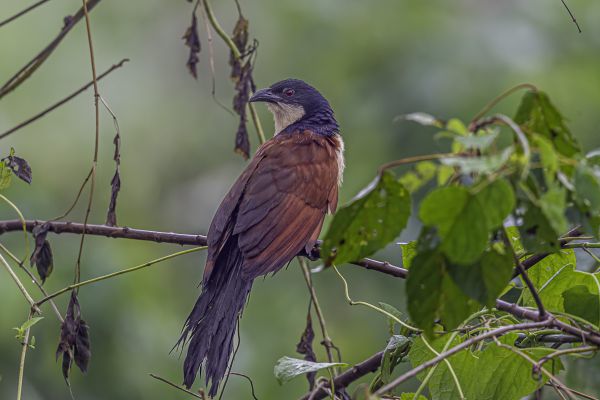 Blue-headed coucal