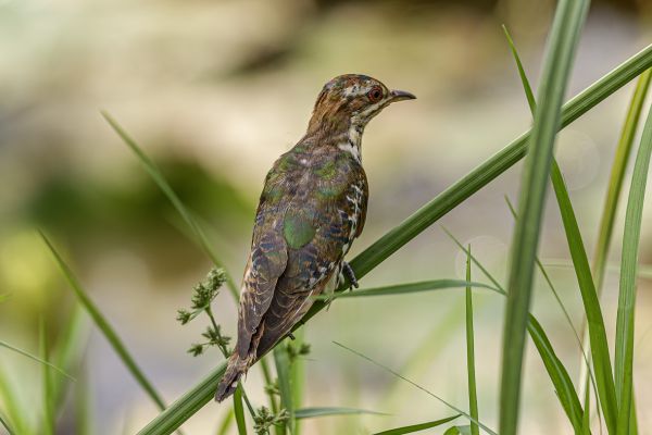 Dideric Cuckoo