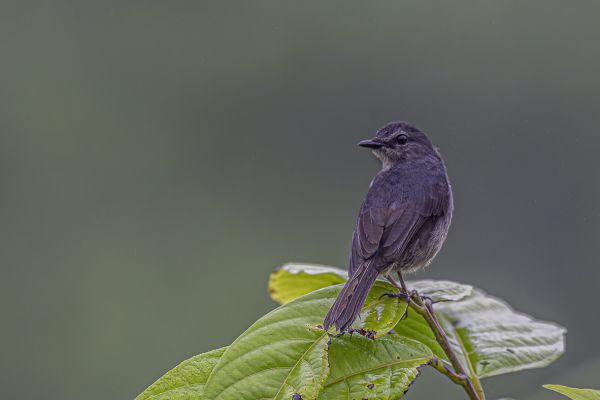 Dusky-blue Flycatcher