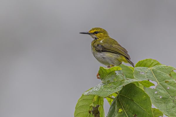 Yellow-browed Camaroptera