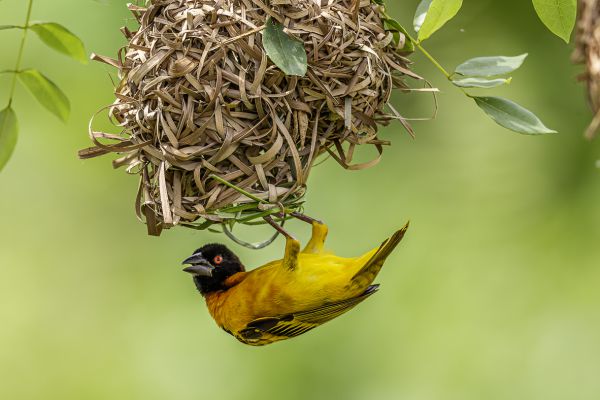 Village Weaver