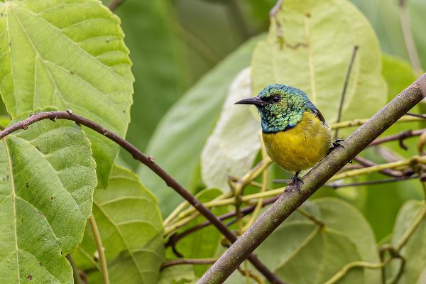 Collared Sunbird