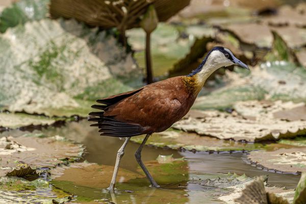 African Jacana