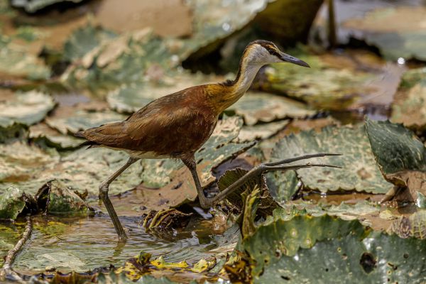 African Jacana