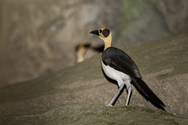 White-necked Rockfowl
