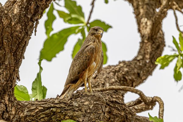 Grasshopper Buzzard
