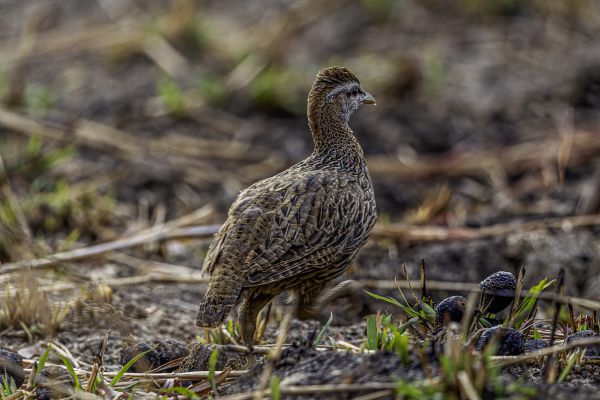 Double-spurred Francolin