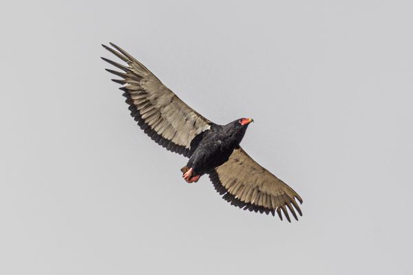 Bateleur