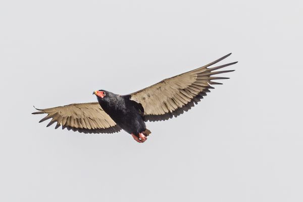 Bateleur