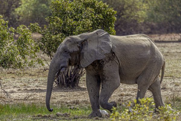 African forest elephant
