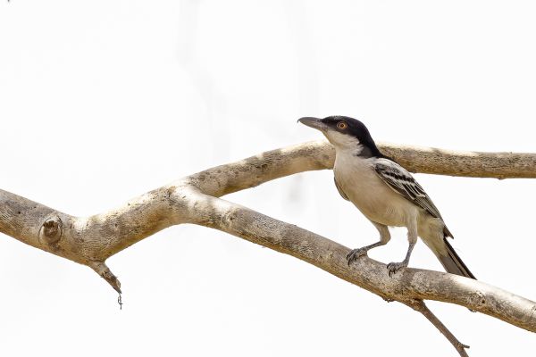 Northern puffback