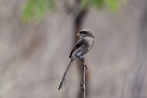 Yellow-billed Shrike