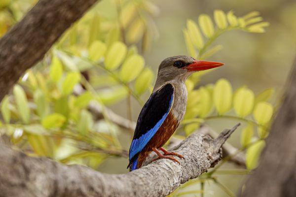 Grey-headed kingfisher