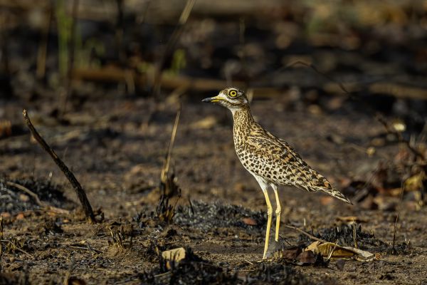 Spotted Thick-knee