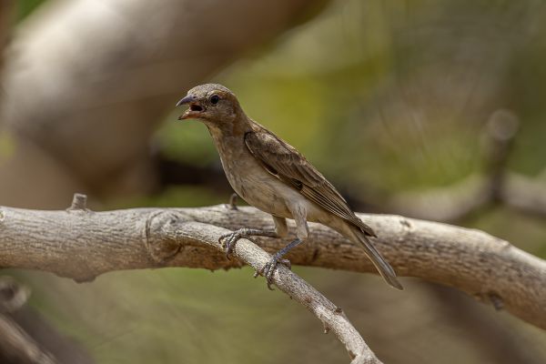 Bush Petronia