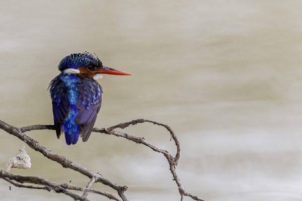 Malachite Kingfisher
