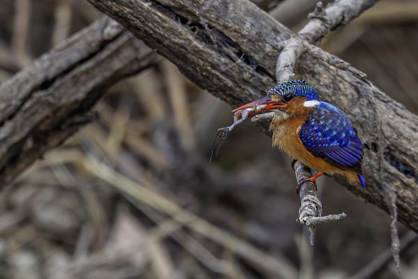 Malachite Kingfisher