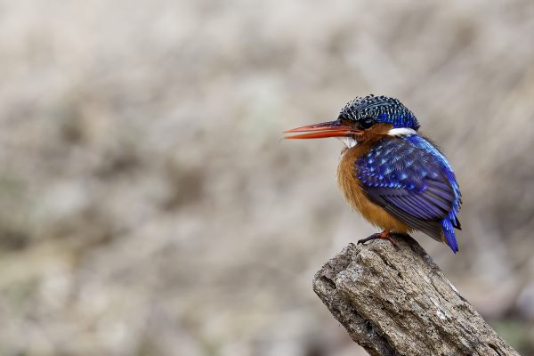 Malachite Kingfisher