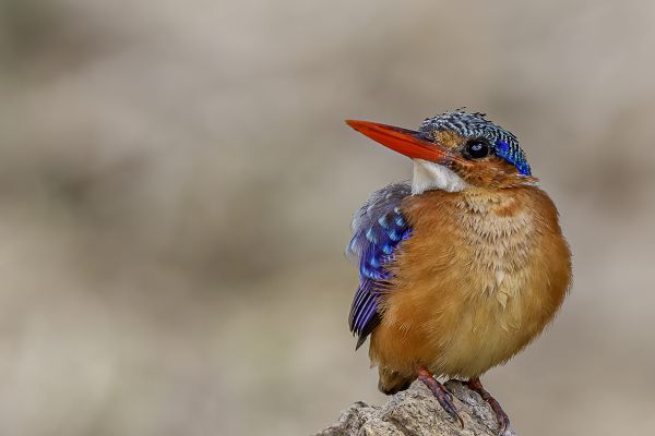 Malachite Kingfisher