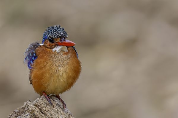 Malachite Kingfisher