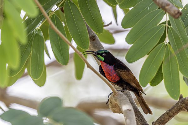 Scarlet-chested Sunbird