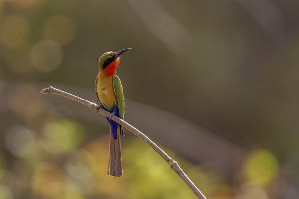 Red-throated Bee-eater