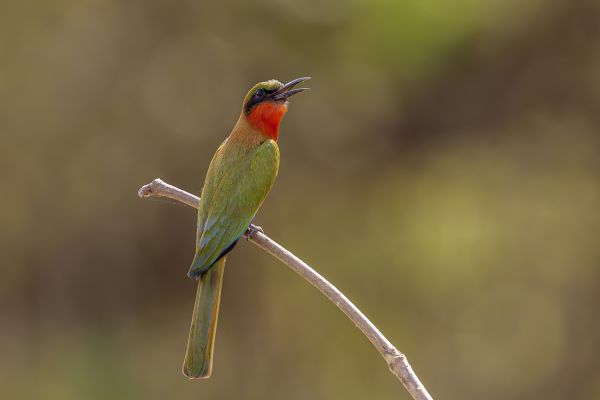 Red-throated Bee-eater