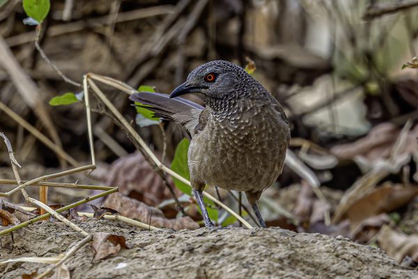 Brown Babbler