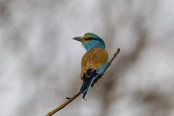 Abyssinian Roller