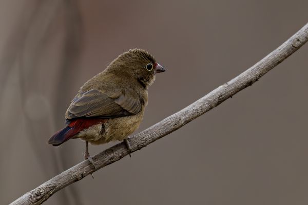 Red-billed Firefinch