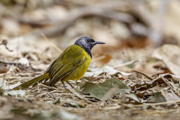 Oriole Warbler