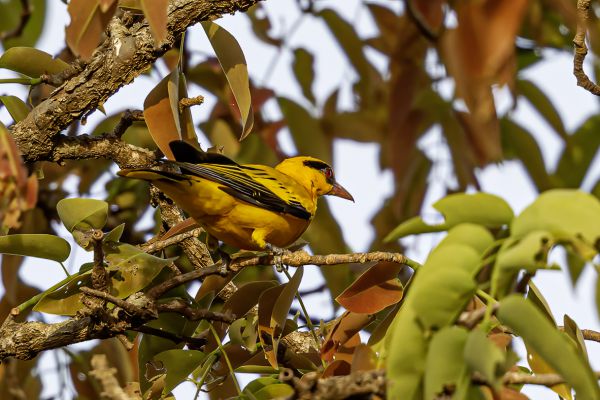 African Golden-Oriole