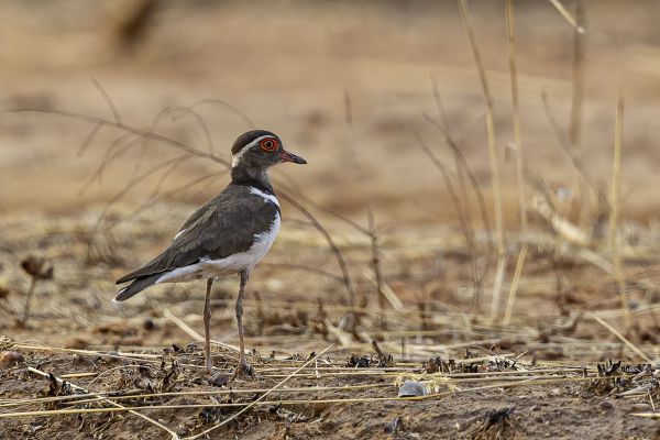 Forbes's Plover