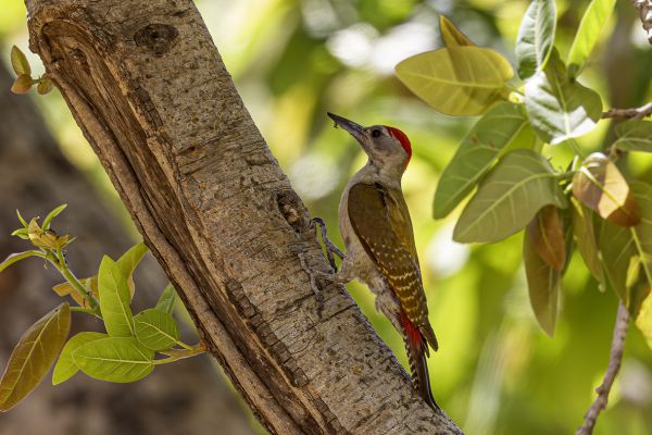 Grey Woodpecker