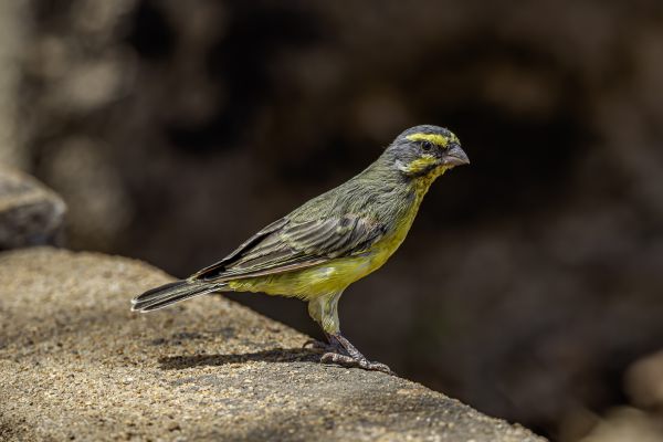 Yellow-fronted Canary