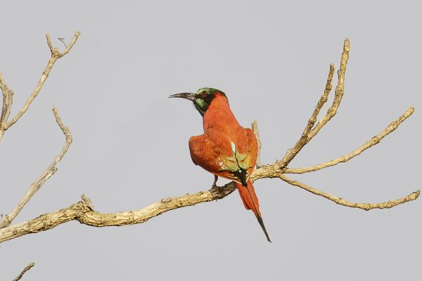 Northern Carmine Bee-eater
