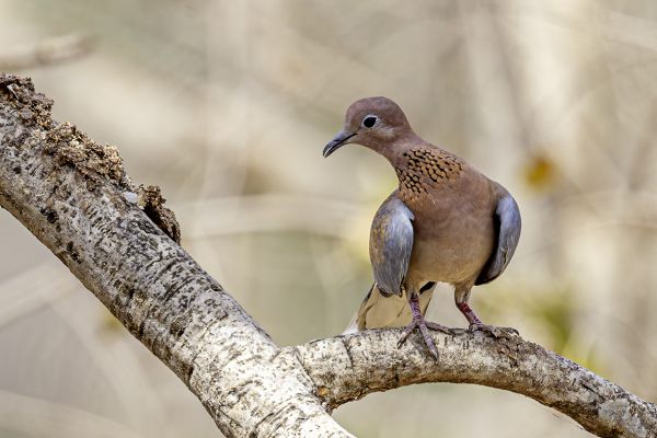Laughing Dove