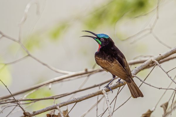 Scarlet-chested sunbird