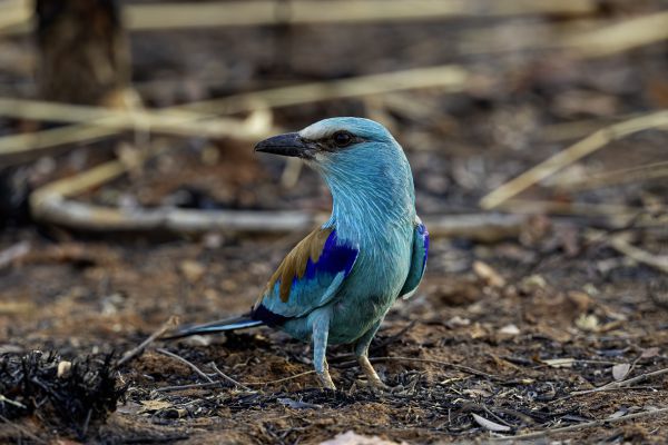 Abyssinian Roller