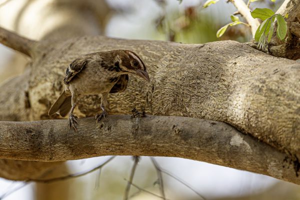Chestnut-crowned Sparrow-Weaver